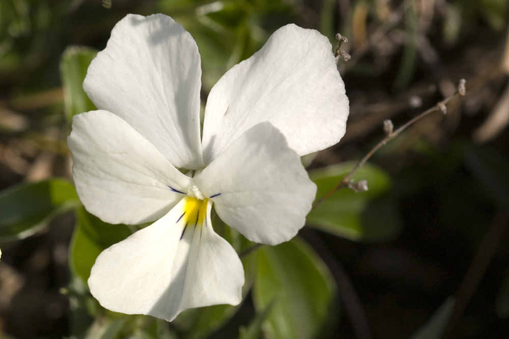 Viola calcarata/Viola con sperone